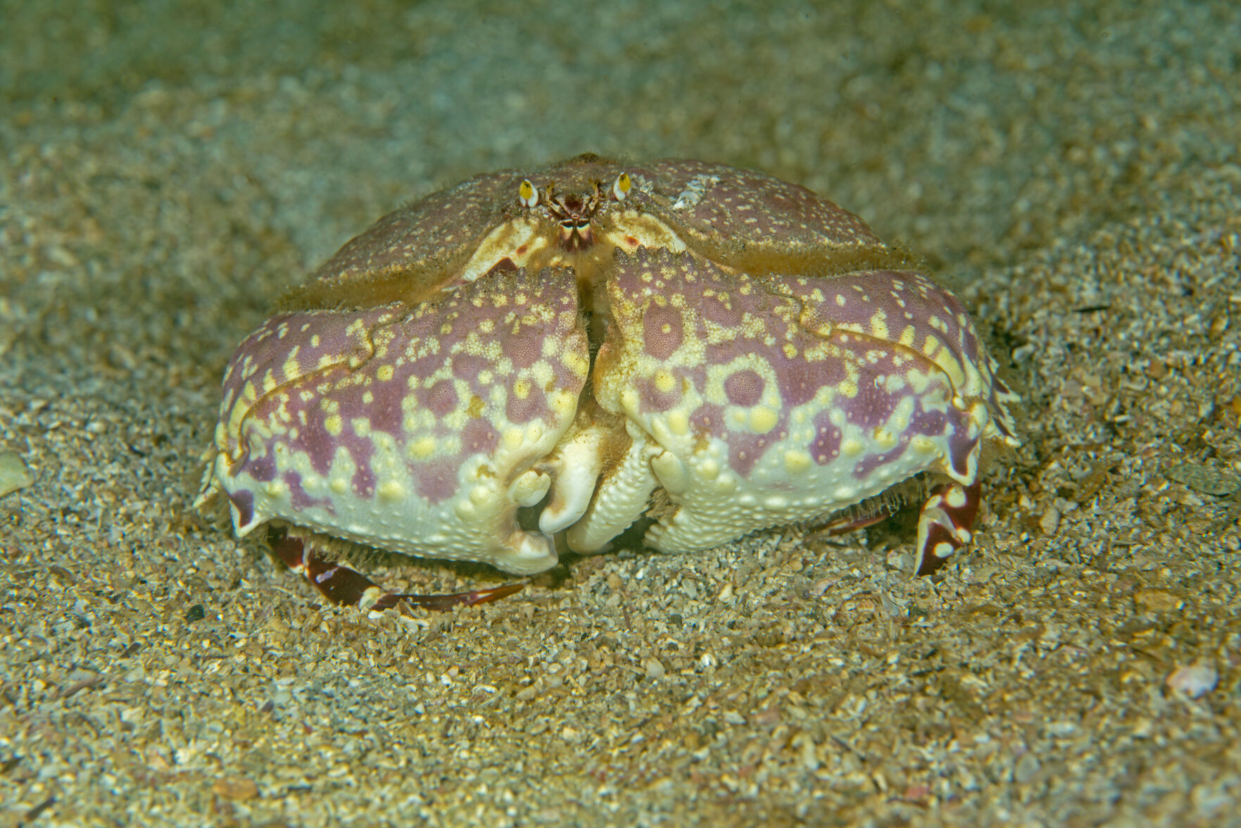 Night diving, Sea of Cortez, San Carlos